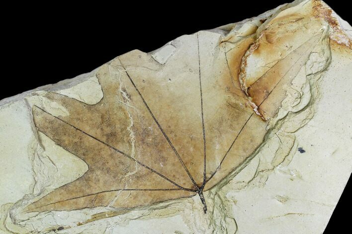 Fossil Sycamore (Platanus) Leaf - Green River Formation, Utah #111410